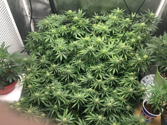 Canopy defoliation above net fourth week of flower