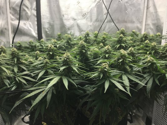 Canopy defoliation above net fourth week of flower