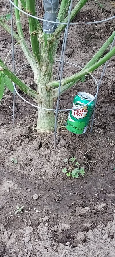 Let's see your 2021 Outdoor Plants!