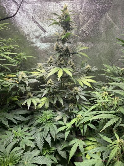 Leaves yellowing and and red dots