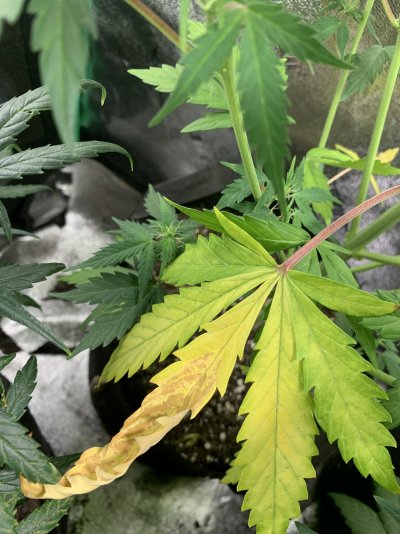 Leaves yellowing and and red dots
