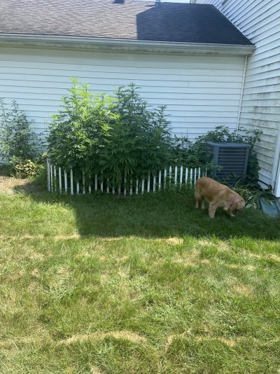 Let's see your 2021 Outdoor Plants!