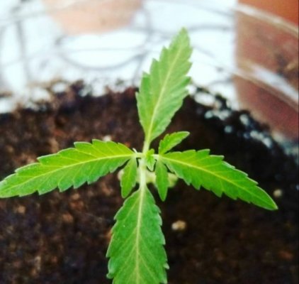 Amekins’ Fantastical Faerie Garden Grow Diary