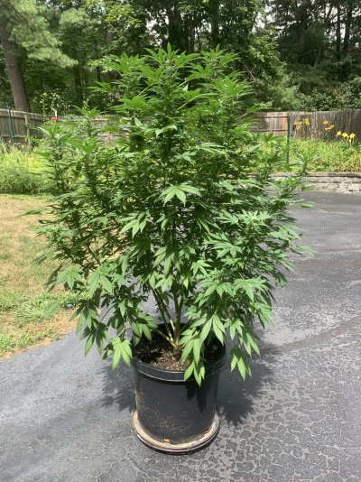 small-outdoor-plant-defoliation-question.jpeg