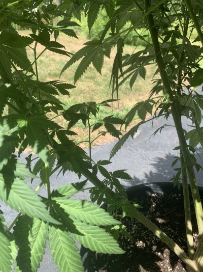 small-outdoor-plant-defoliation-question-2.jpeg