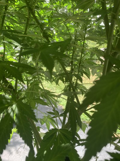 small-outdoor-plant-defoliation-question-3.jpeg