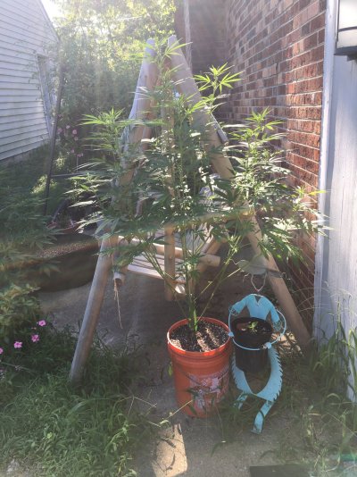 thirps-help-me-please-new-grower-2.jpeg