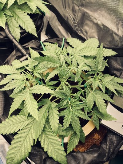 To prune or not to prune