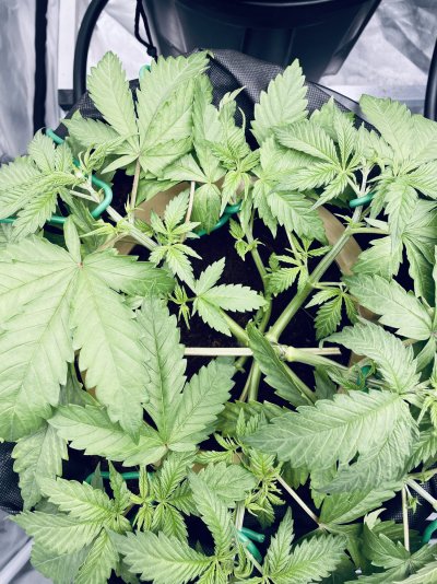 To prune or not to prune