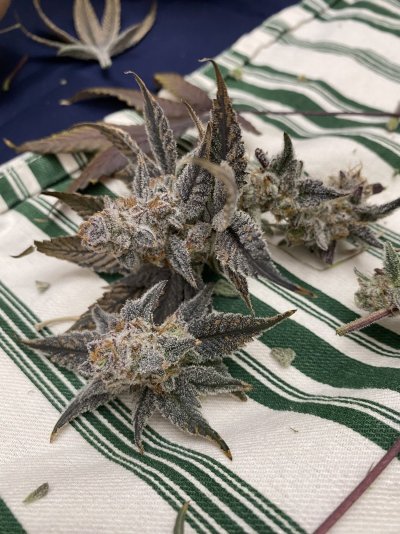 Growrx grow diary “ 2021 5x5 RDWC "
