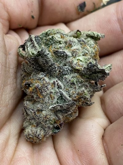 Growrx grow diary “ 2021 5x5 RDWC "