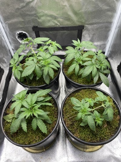 white-widow-grow-with-question-5.jpeg