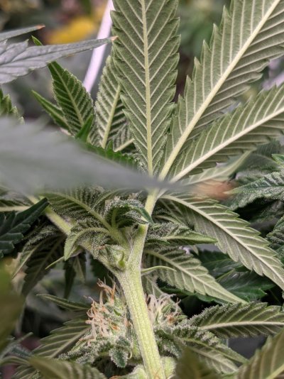 did-my-plants-all-hermie-3.jpg
