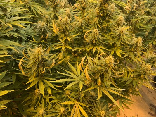 Upper leaves dying overnight. Thinking manganese deficiency?
