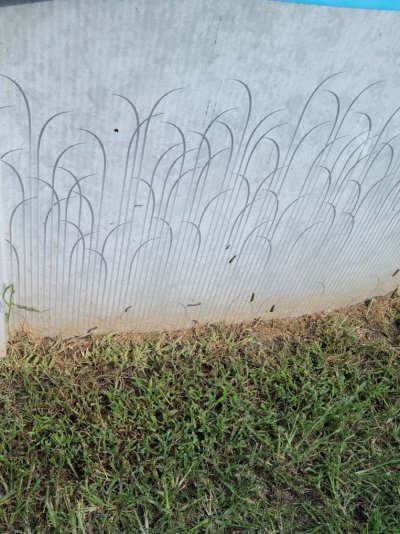Grubs aug24.jpeg