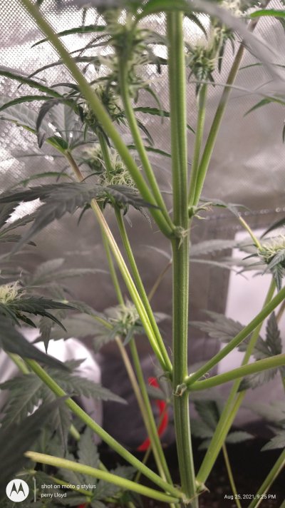 Auto flower forty days old