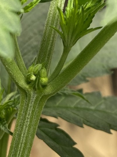 Definitely a young male yes?