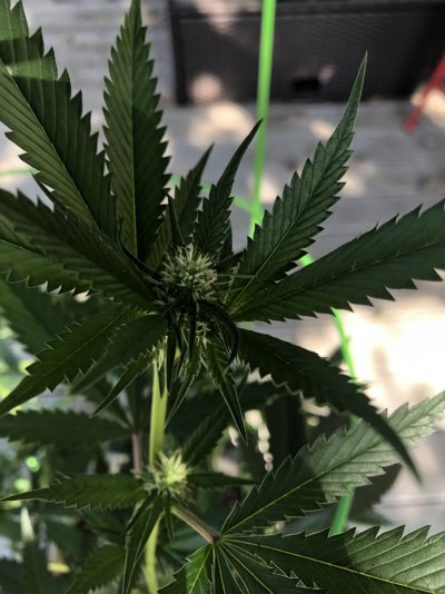 Moving flowering plants outdoors in fall