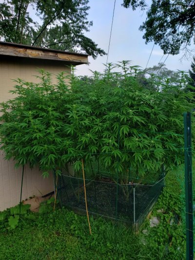 michigan growers, How are your flower Aug 27
