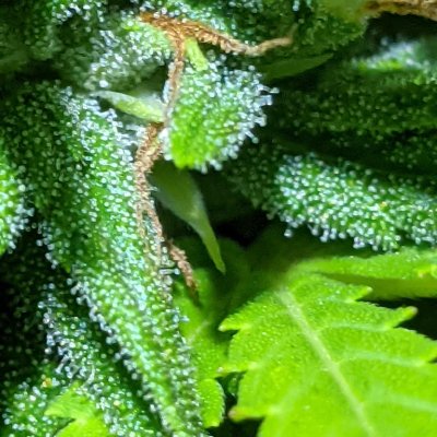 Noob question on harvest time