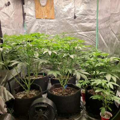 14 days growth in 12/12 happy sunday