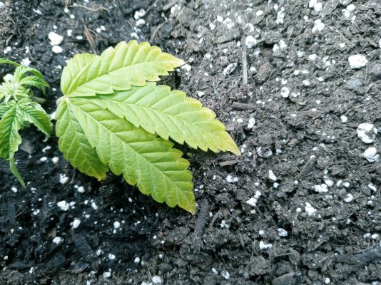 va-first-time-grower-2.jpg