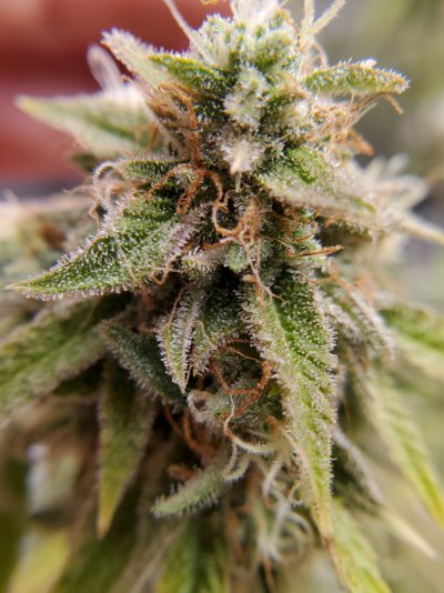 week-8-of-flower-tomorrow-should-i-harvest-or-keep-going-6.jpg