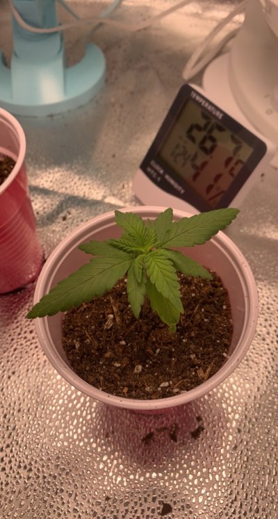 My top leaves are starting to curl under??