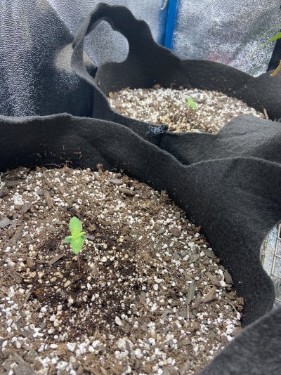 frustrating-second-grow-starting-way-slow.jpg