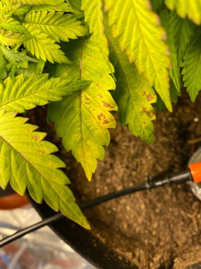 PH, Water or Nutrient Issue