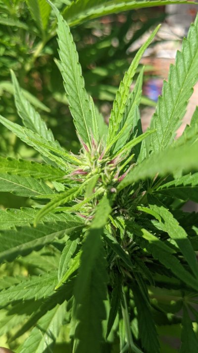 Let's see your 2021 Outdoor Plants!