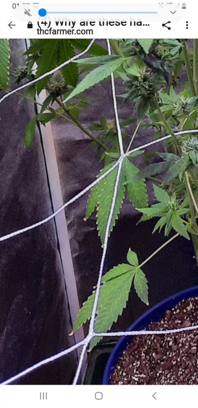 Why are these hairs longer that hails on my other plants