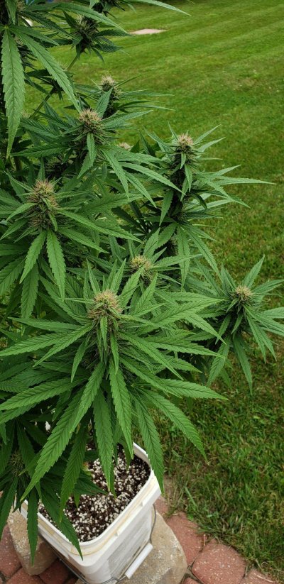 Newbie here first time growing outside need to know how to top plant and when?
