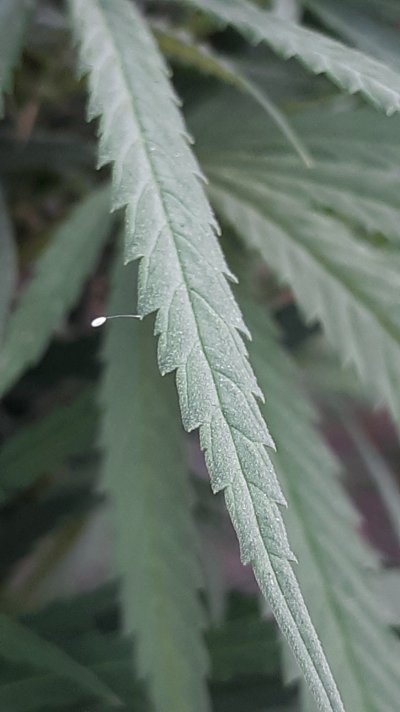 What kind of bug lays these eggs?