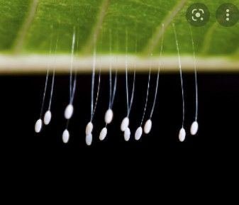 What kind of bug lays these eggs?