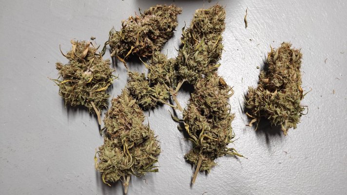 Better part of a bad grow goes bad