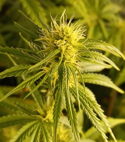 does-my-plant-look-healthy-6.jpg