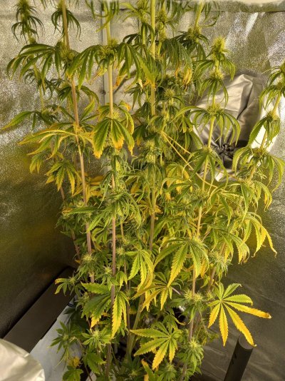 does-my-plant-look-healthy-9.jpg