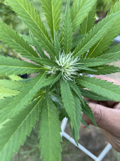 Is this the powdery mildew?