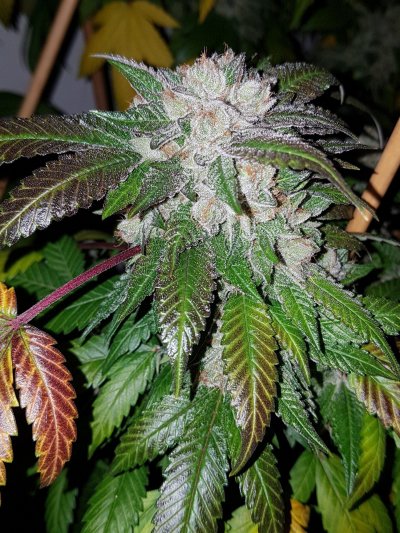 Let's See Your Frostiest Flowers