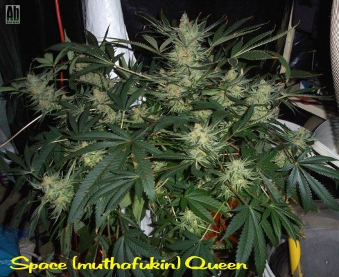 SQueenAlmostFull_05-01-08.jpg