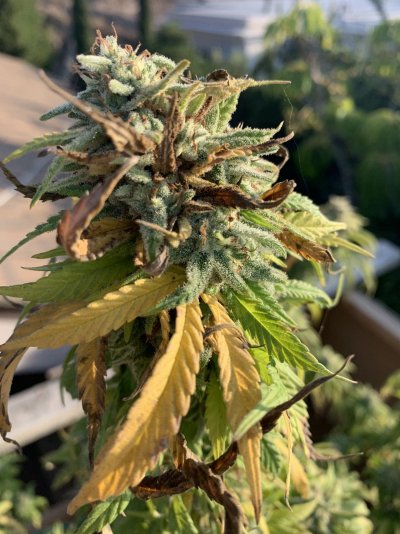 anyone-know-if-this-is-bud-rot-3.jpeg
