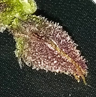 IMG_20210219_231335968.jpg