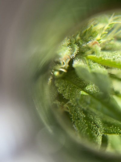 help-needed-with-harvesting-is-she-ready-yet-4.jpeg