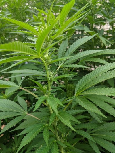 OldManRiver's 2021 PNW Outdoor Girls - White Widow and Blue Dream