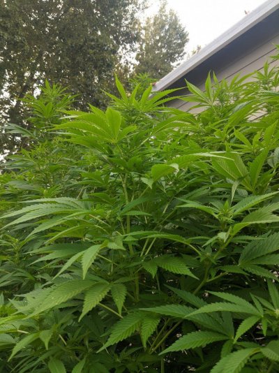 OldManRiver's 2021 PNW Outdoor Girls - White Widow and Blue Dream