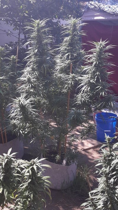 Let's see your 2021 Outdoor Plants!