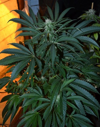 WGrape1Blm6_01-08-13.jpg