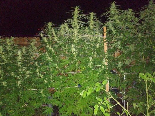 Agent Orange feminized seed about a month to go making beautiful buds but I just noticed these structures is this plant a Hermie?