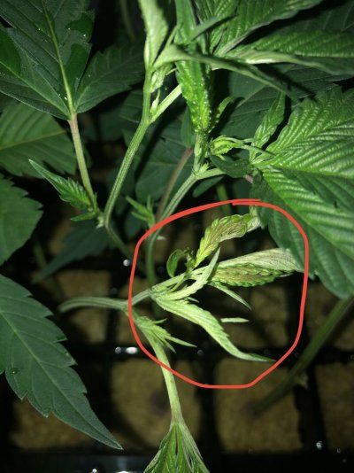 First time cloning. What’s this brown stuff on my clones?